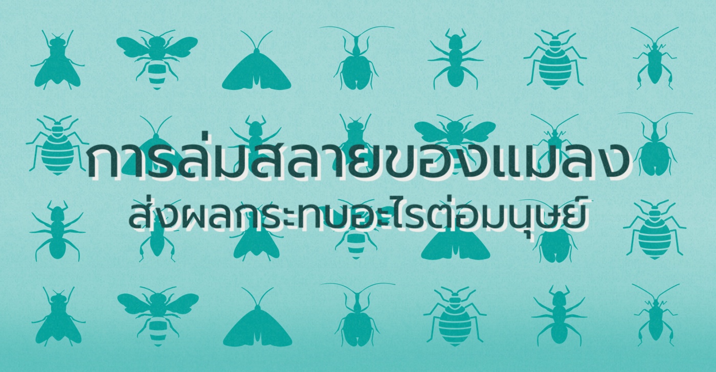 การล่มสลายของแมลง ส่งผลกระทบอะไรต่อมนุษย์