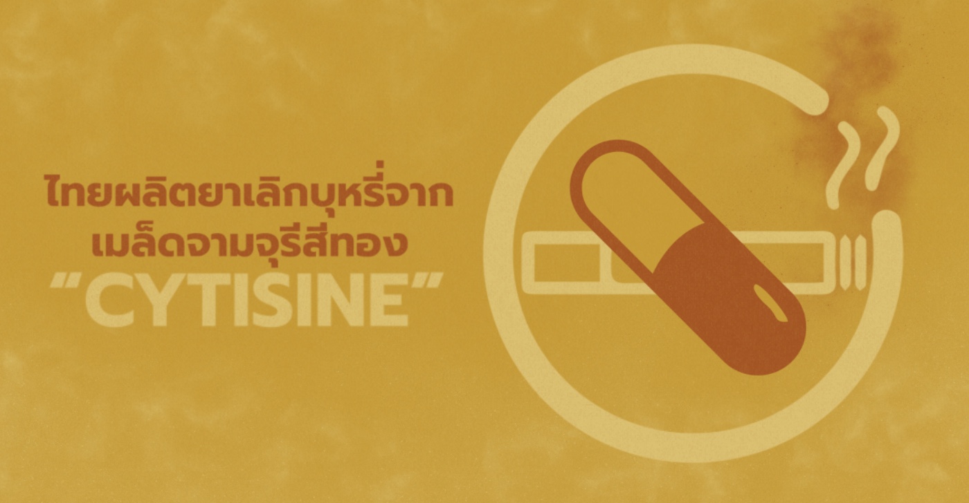 ไทยผลิตยาเลิกบุหรี่จาก “เมล็ดจามจุรีสีทอง” 