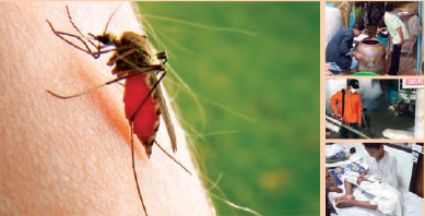 ไข้เลือดออกระบาดหนักจากภาวะโลกร้อน