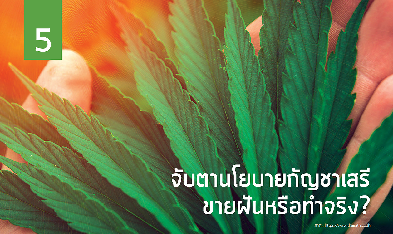 จับตานโยบายกัญชาเสรี ขายฝันหรือทำจริง?
